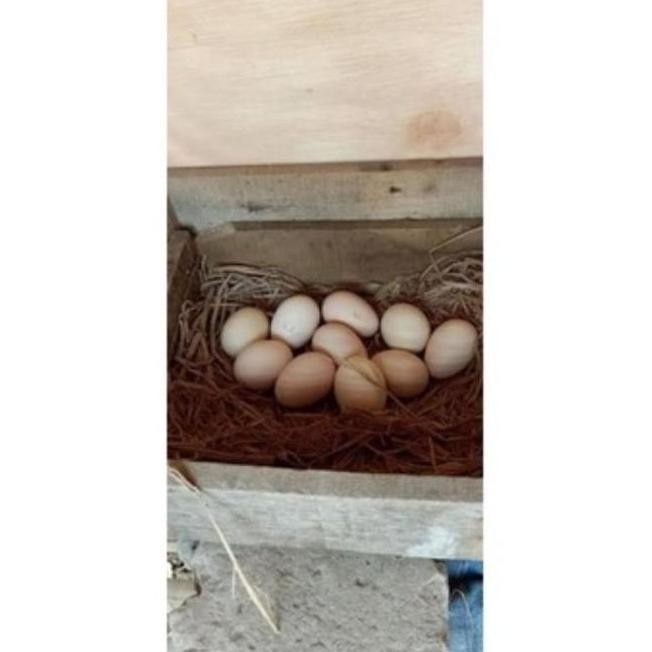 

TELUR AYAM PAKHOY SUPER VERTIL SIAP DI TETASKAN JAMINAN SUPER OIGINAL BERGARANSI SUPER