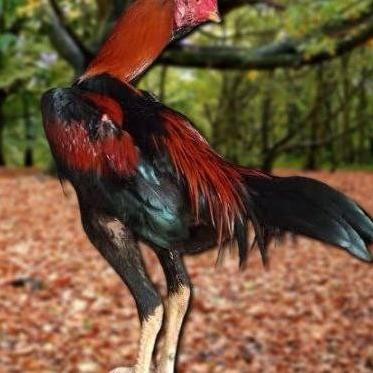 

TELUR AYAM PAKHOY ORI THAILAND VERTIL SIAP DI TETASKAN JAMINAN SUPER ORI BERGARANSI