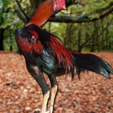 

TELUR AYAM PAKHOY ORI THAILAND VERTIL SIAP DI TETASKAN JAMINAN SUPER ORI BERGARANSI