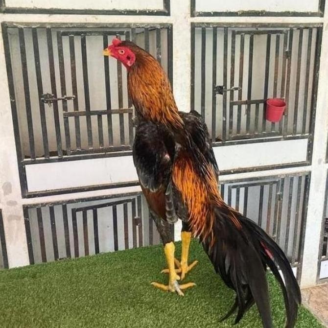 

TELUR VERTIL AYAM BANGKOK PETARUNG SUPER F1TELUR AYAM VERTIL MURAH