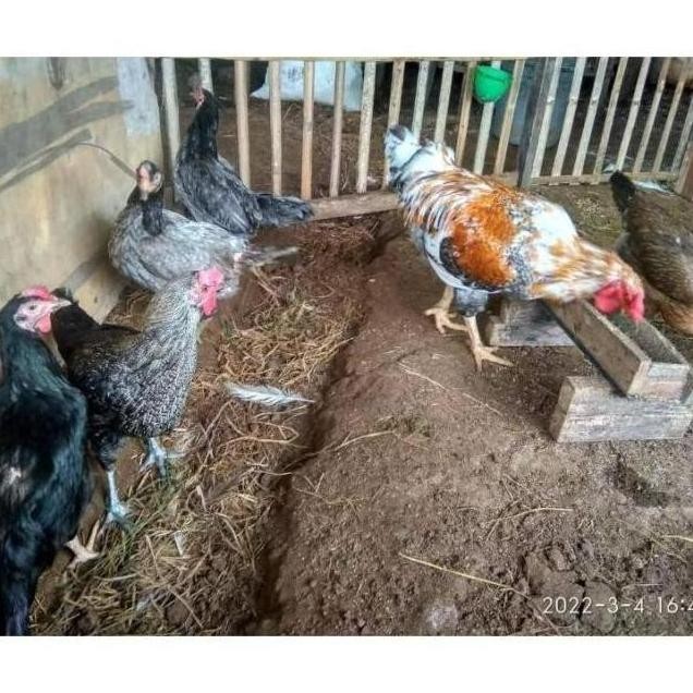 

TELUR TETAS VERTIL AYAM GORILA F1 JUMBO KAMPUNG GEDAGING