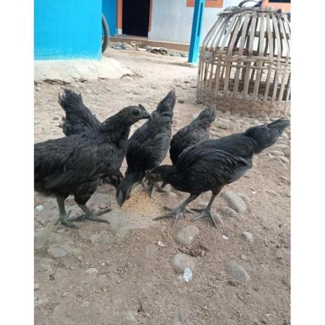 

3 TELUR VERTIL AYAM CEMANI SORTIRAN