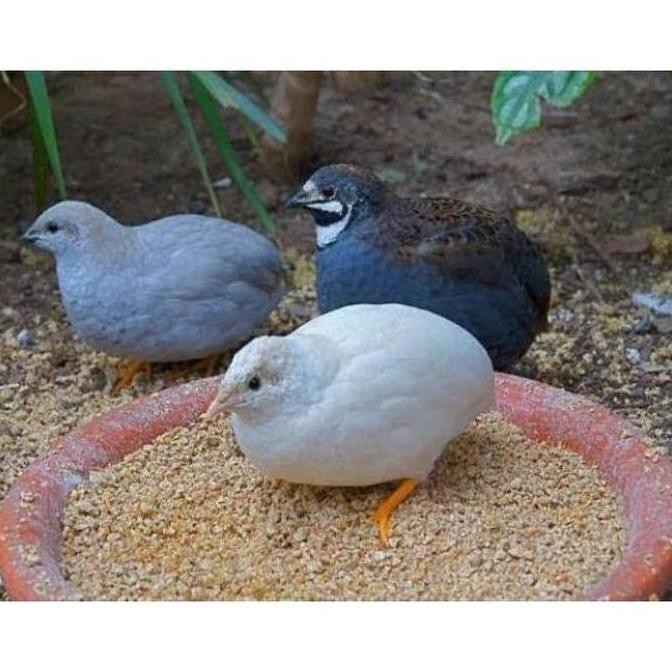 

TELUR VERTIL BURUNG PUYUH HIAS SIAP TETAS HASIL TERNAK KUALITAS