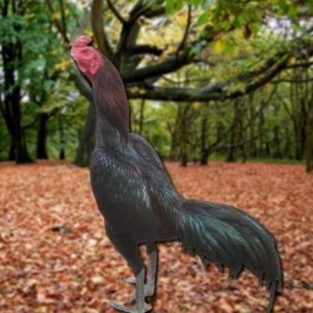 

TELUR AYAM PAKHOY BERJENGGOT VERTIL SIAP DI TETASKAN JAMINAN SUPER OIGINAL BERGARANSI