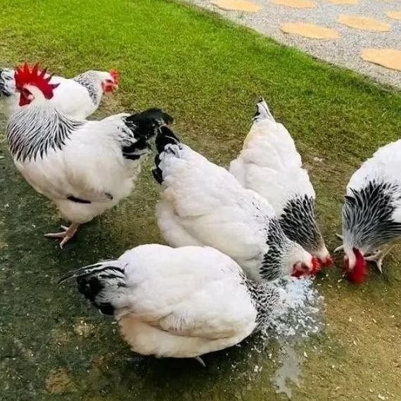 

TELUR AYAM BRAHMA ASLI BISA UNTUK DI TETASKAN VERTIL ORIGINAL BERKUALITAS
