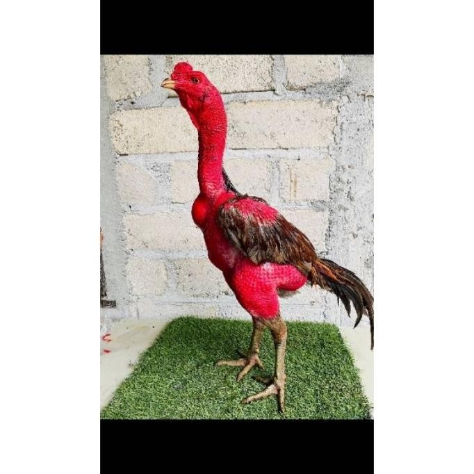 

TELUR TETAS VERTIL AYAM GANOI VIETNAM PILILHAN SUPER