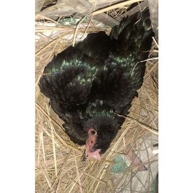 

TELUR VERTIL AYAM BANGKOK F1 ASLI SUPER