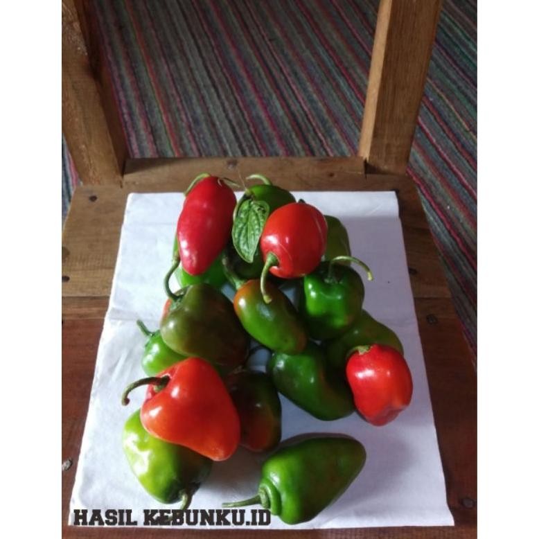 

Cod Cabe Gendot Organik Khas Dieng >>1000Gr