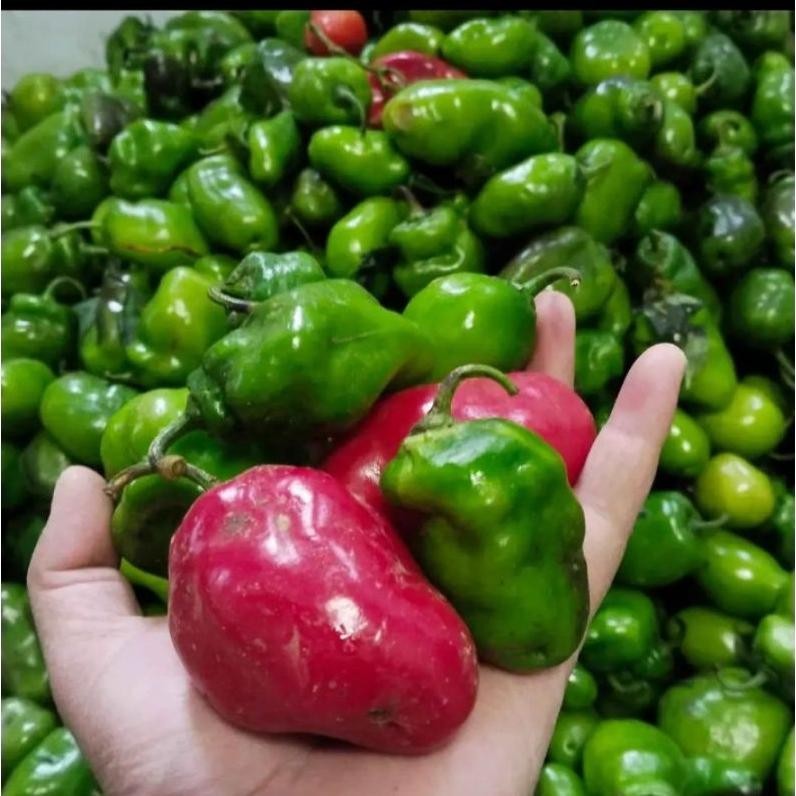

Menarik Cabe Gendot Segar 500 Gram - Fresh Organik