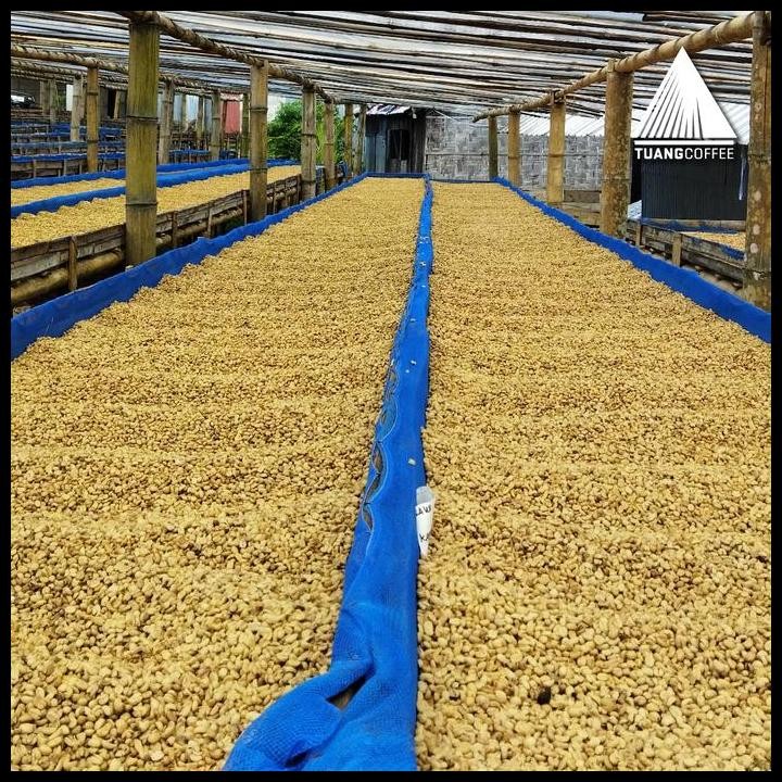 

Terlaris Green Bean Arabica Classic Washed Tuang Coffee Flores Manggarai Good Quality