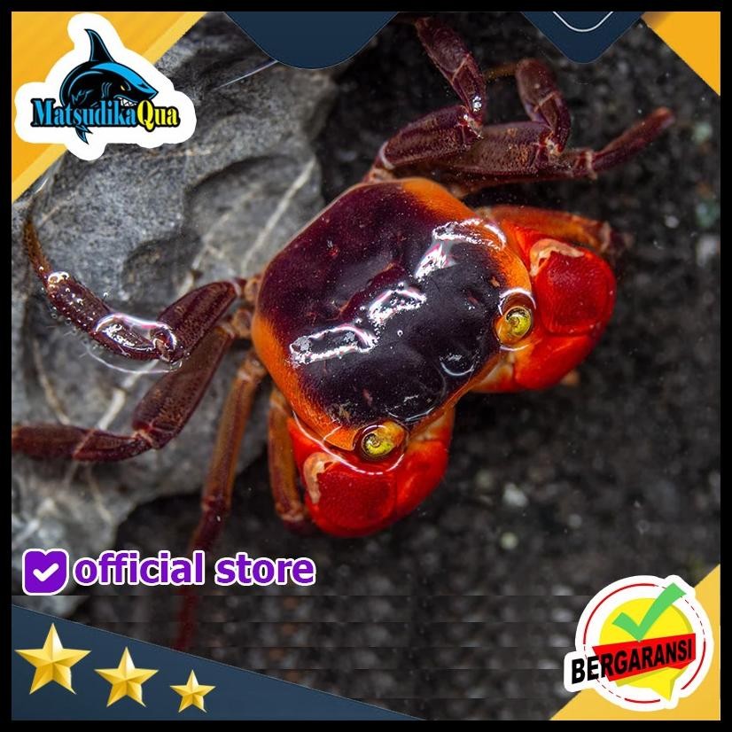 KEPITING HIAS APEL APPLE CRAB AQUARIUM AQUASCAPE AIR TAWAR GARANSI