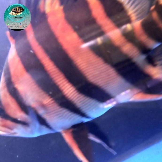 Terlaris Datz Sumatra 4 Bar Crossbelly