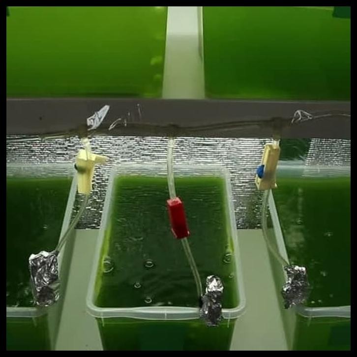 CHLORELLA / PHYTOPLANKTON / GREEN WATER CHLORELLA