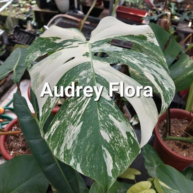 baru Tanaman Hias Monstera Variegata - monstera variegata - Monvar