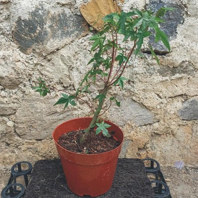 baru TANAMAN HIAS MAPLE MERAH Dan Golden Maple