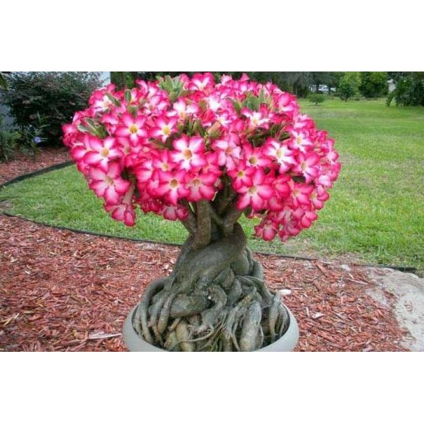 baru Seeds/Benih/Biji Tanaman Hias Adenium OBESUM MIX (Lokal&Import)