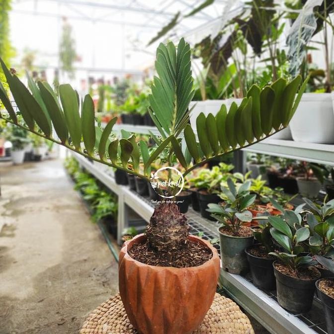 baru Zamia Furfuracea / Zamia Sikas / Zamia