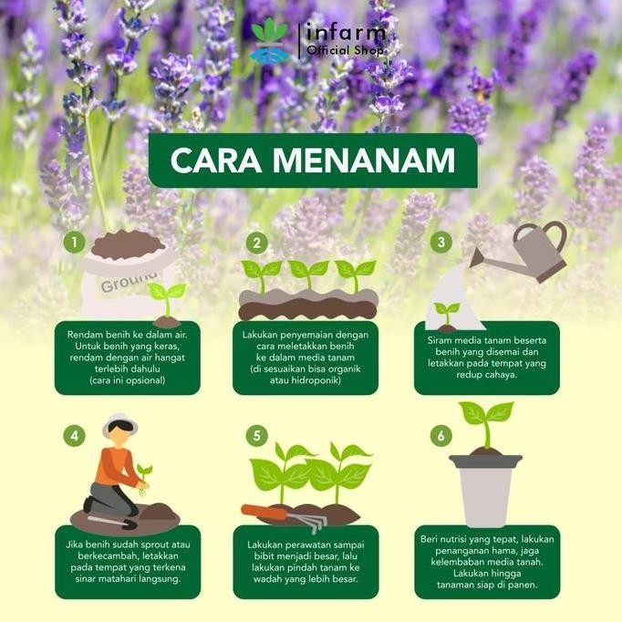 BENIH BUNGA LAVENDER INFARM BIBIT BUNGA LAVENDER