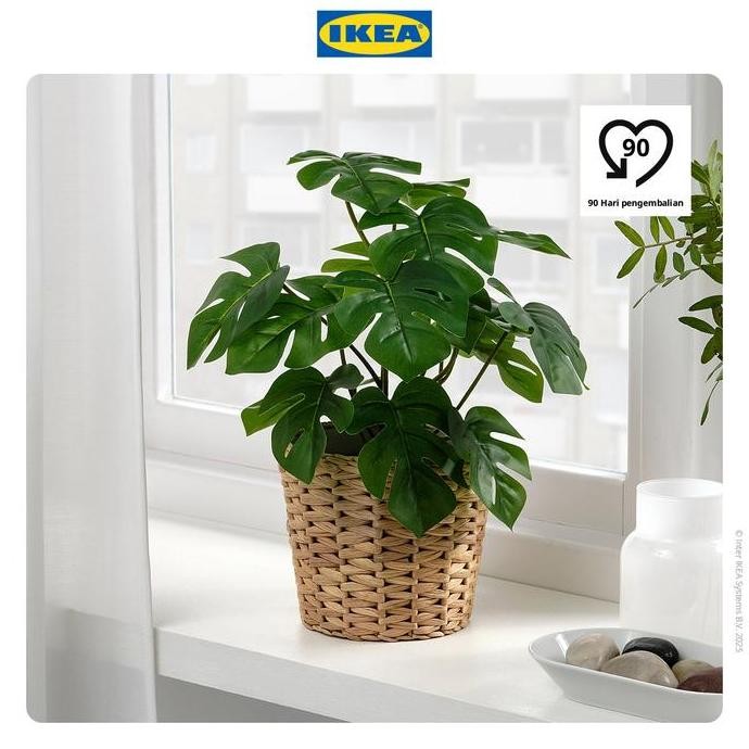 

IKEA FEJKA Tanaman Hias Monstera dengan Pot 12 cm