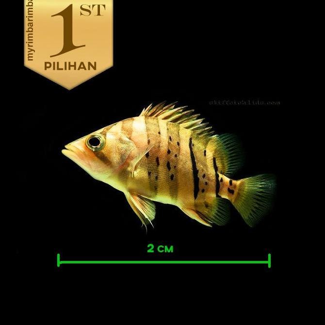 Baby Datnoid Tiger Fish Ikan Hias Datz Hiasan Aquarium Aquascape