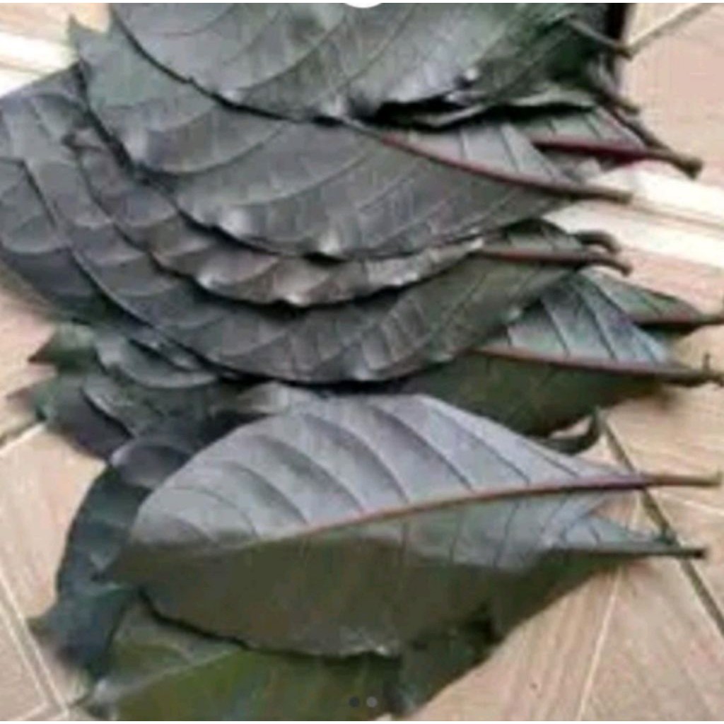 

daun ungu/handeleum atau daun kopi hitam segar 250 gram herbal untuk mengatasi wasir