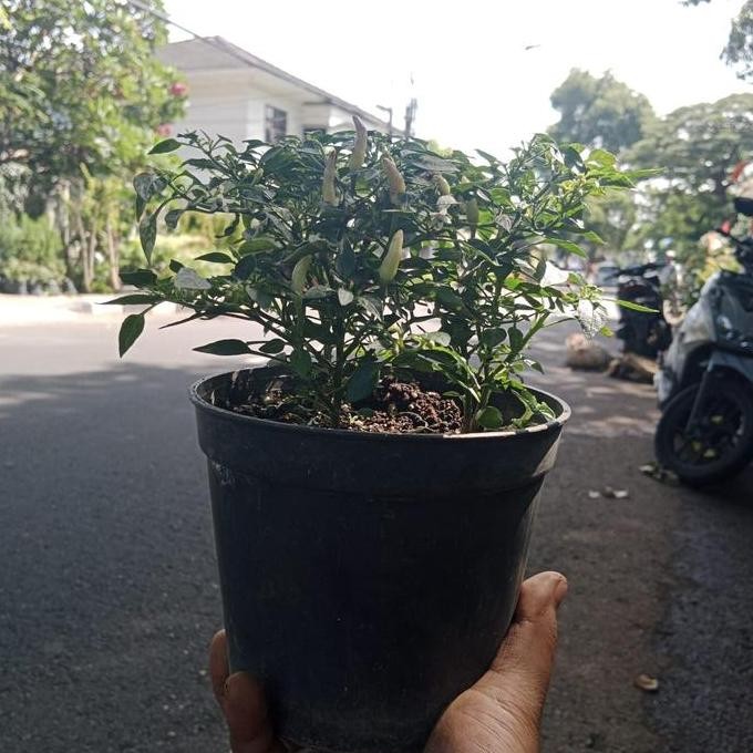 

fresh Tanaman cabe rawit murah