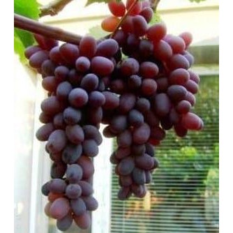

fresh bibit anggur import jupiter seedless murah