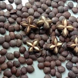 fresh biji benih bibit kacang sacha inchi saca inci 1 kg murah