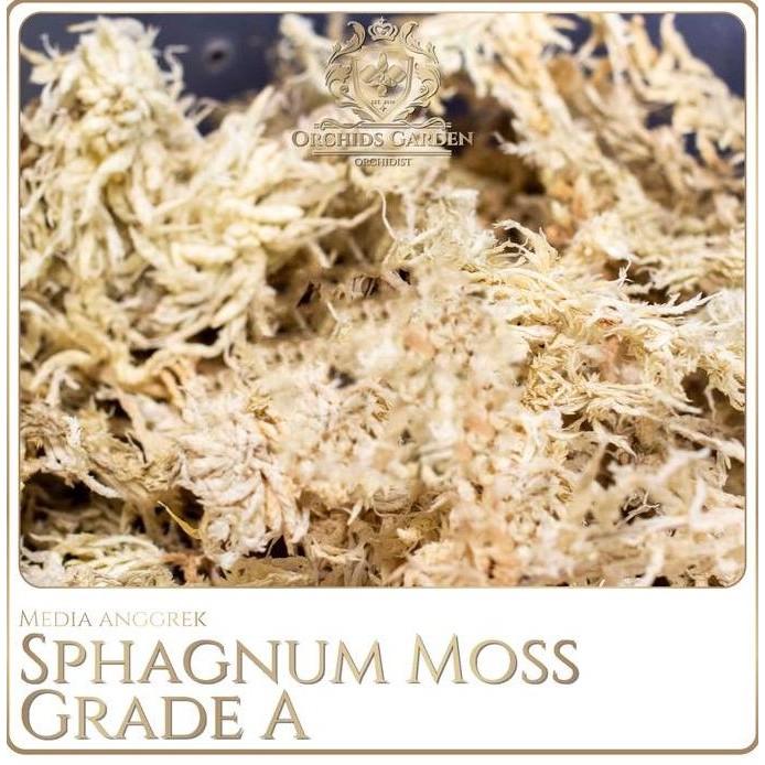 fresh Sphagnum Moss GRADE A IMPORT Media Tanam Anggrek Spagnum Mos Spaghnum murah