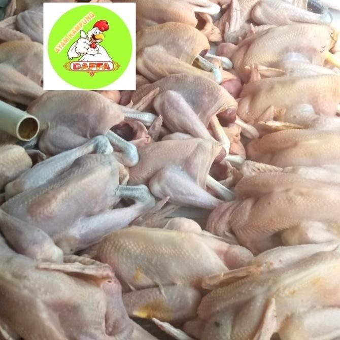 

(Expert) AYAM KAMPUNG MEDIUM 700-800gr