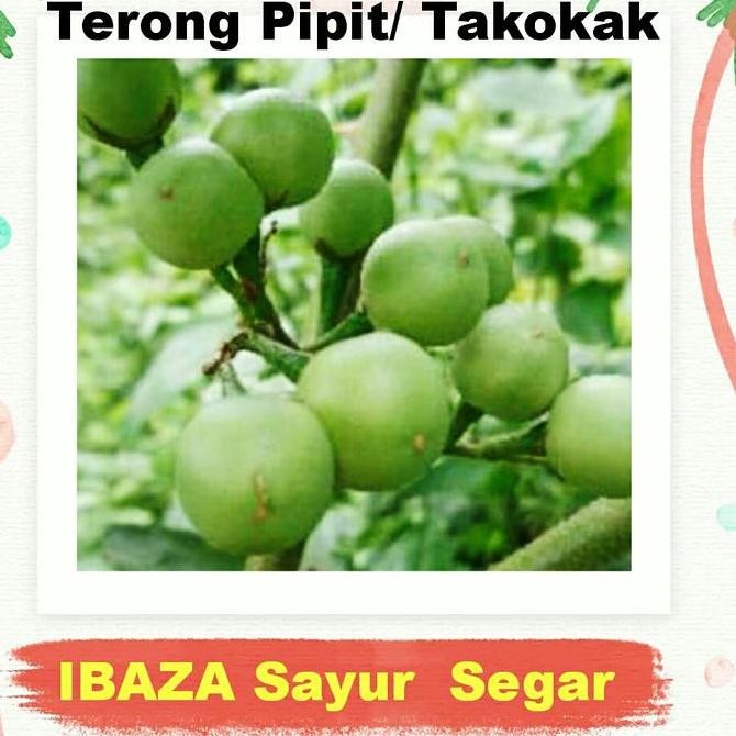 

TERONG PIPIT/ POKAK/ TAKOKAK SAYUR LALAPAN Sayur Segar IBAZA fruitsBOX