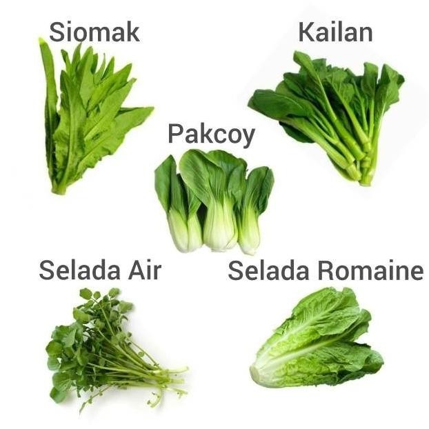 

Sayur segar Siomak / Selada Wangi / Kailan / Selada Air / Romaine