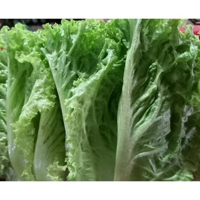 

Sayur Selada segar 250 gram