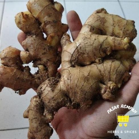 

jahe gajah segar 1kg / Jahe sayur / Jahe Putih