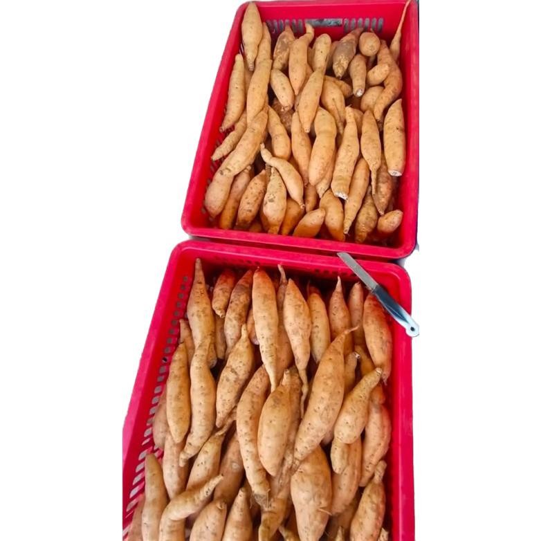 

1KG UBI MADU CILEMBU MANIS LEGIT PANEN TANAH WONOGIRI