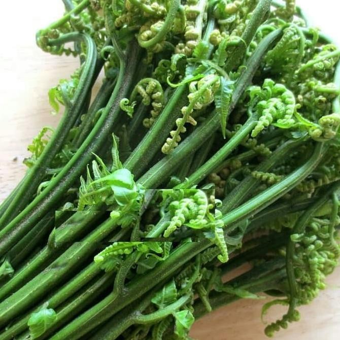 

Pakis sayur segar 250 gram fresh