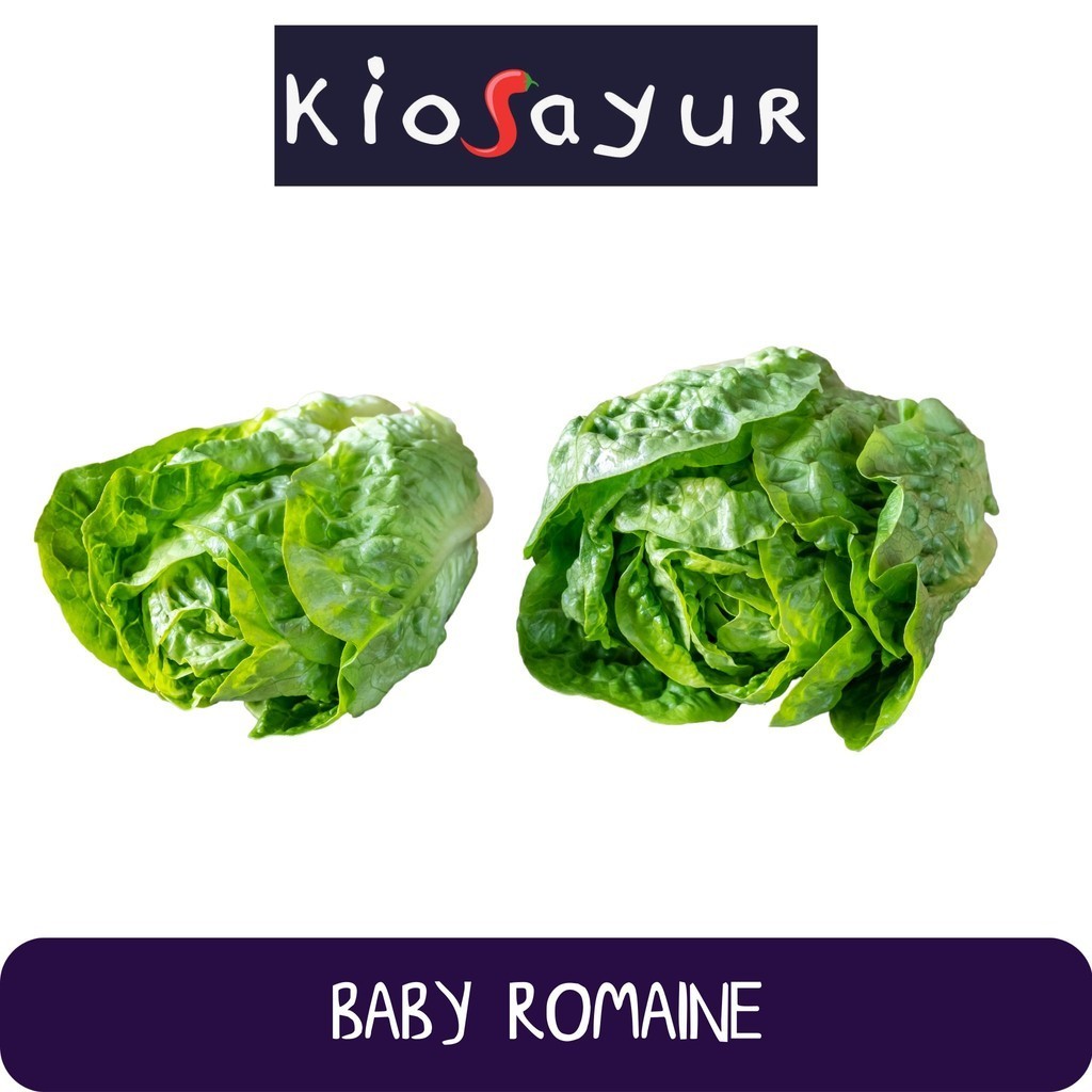 Baby Romaine / Baby Cos Kiosayur