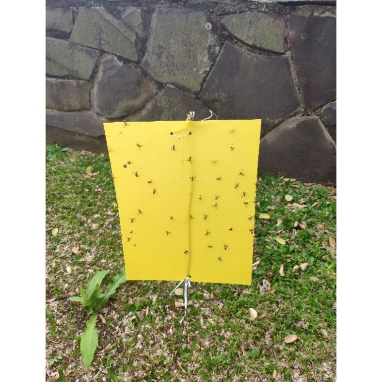 10 lembar Insect Glue / Lem perakat hidroponik / perekat hama / yellow trap / Likat Kuning