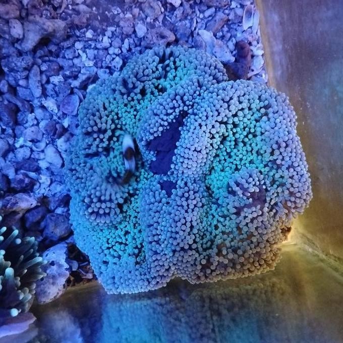 ready anemon karpet hijau