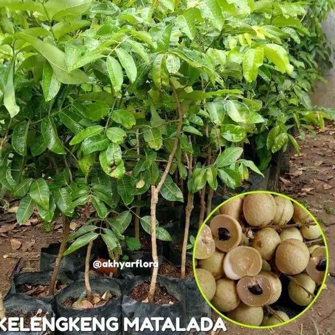 Bibit Buah Kelengkeng Matalada Tanaman Buah Kelengkeng Matalada ATZ