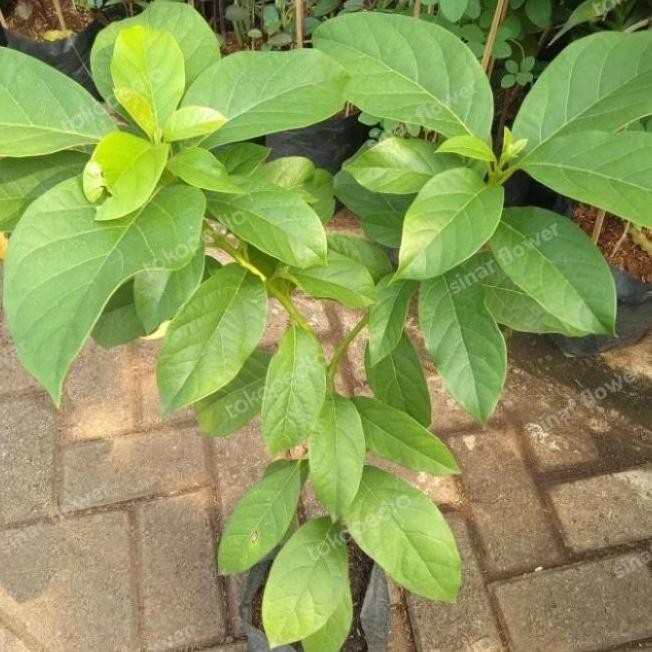 bibit buah alpukat/pohon buah/tanaman buah alpukat mentega ATZ