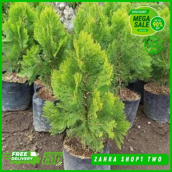 CEMARA KIPAS 1 METER UP TANAMAN HIAS CEMARA KIPAS 1 METER DISUKAI BANYAK ORANG TERBAIK 