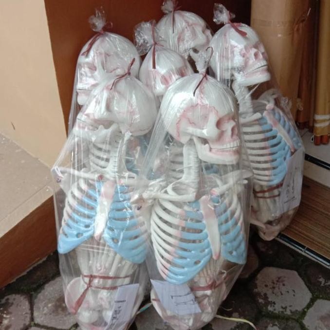 

Model Kerangka Manusia Mini Alat Peraga Pendidikan Torso 100Cm Kualitas Terbaik Harga Termurah