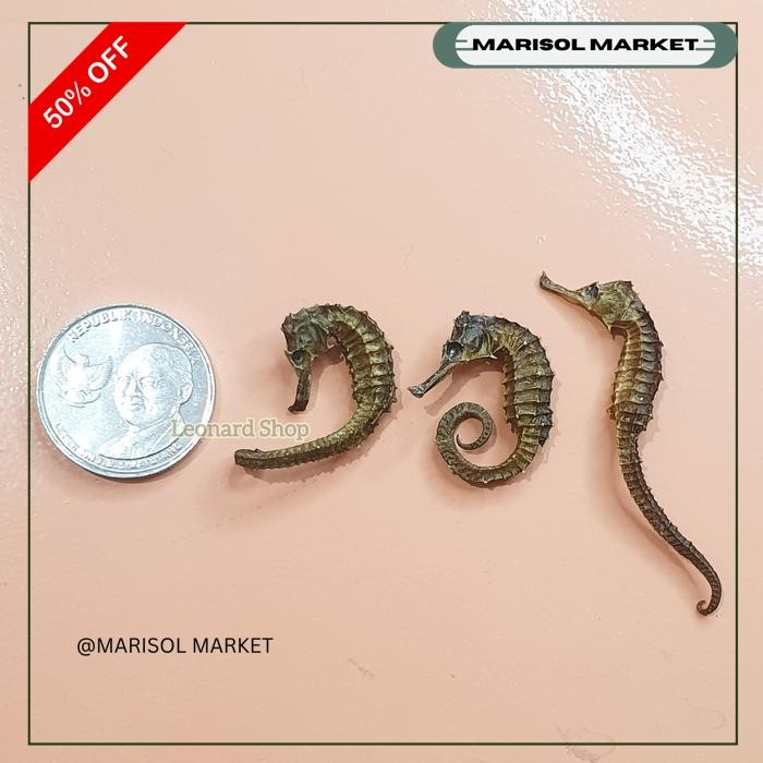 KUDA LAUT HAI MA SUPER SIZE KECIL KERING HERBAL OBAT KESUBURAN PRIA WANITA HAIMA HAI MHA GINSENG REN