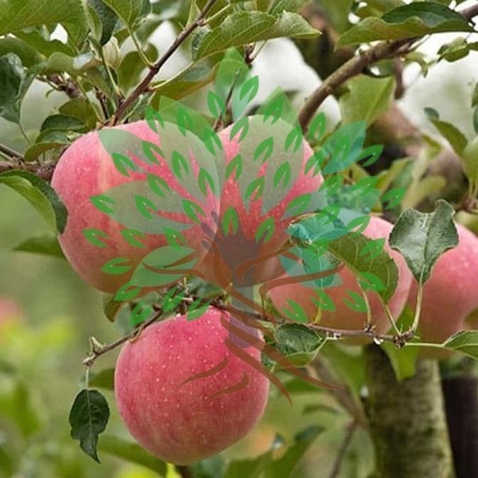 OBRAL Bibit Tanaman Buah Apel Fuji -Bibit Pohon Apel Fuji Asli Impor