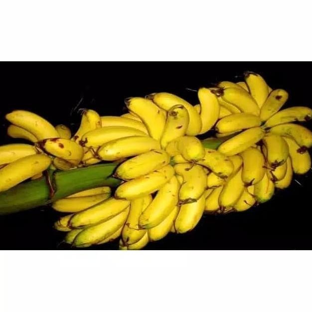 Bibit Pisang Uli-Pohon Pisang Uli Super MMZ
