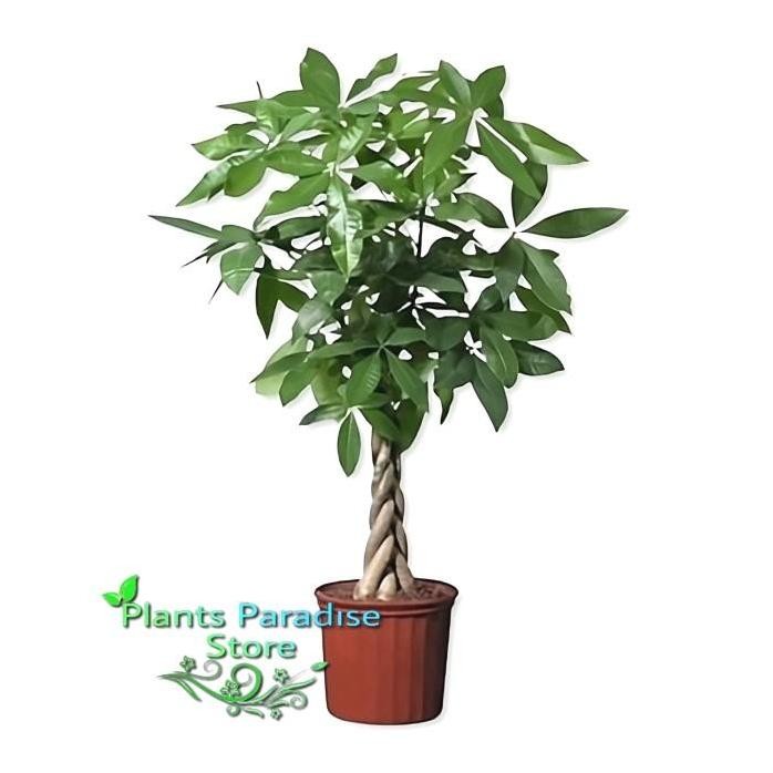

Terlaris Tanaman Hias Pachira Kepang 9 - Pachira Money Tree - Hiasan Meja Ruangan Pachira Aquatic Plus Pot