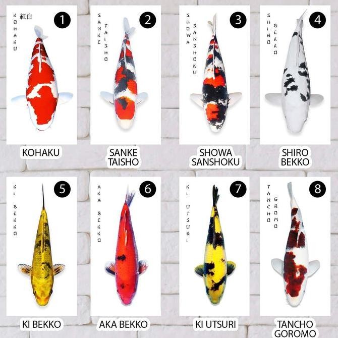 Hiasan Dinding Ikan Koi Lukisan Jepang Tancho Kohaku Maruten Goromo