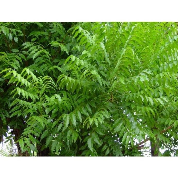 

fresh jual daun mimba atau neem segar 500gram