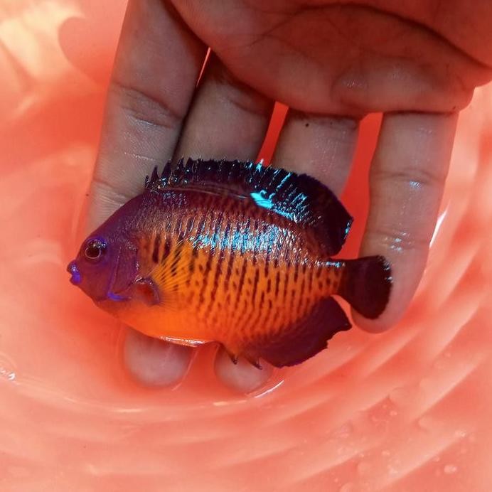 

Terlaris Angle Kenedy (Fishangle)